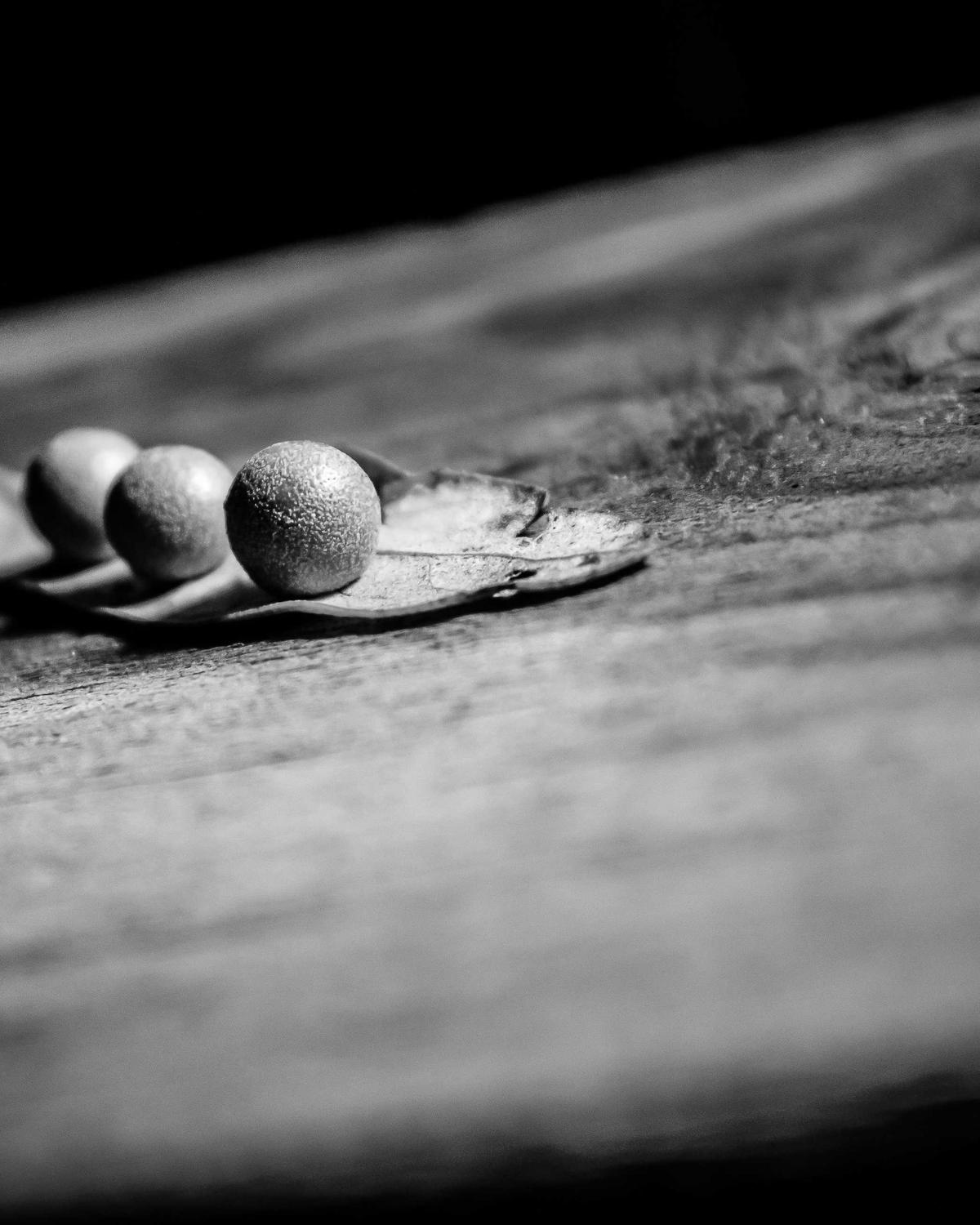 Acorns resting on weathered wooden boards